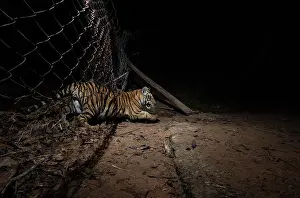 Wire Fences Prints: Bengal tiger (Panthera tigris tigris) cubs crossing metal wire fence seperating core area of forest from buffer zone