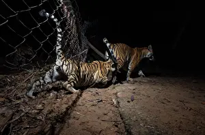 Wire Fences Prints: Bengal tiger (Panthera tigris tigris) cubs crossing metal wire fence seperating core area of forest from buffer zone