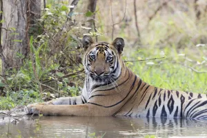 Cooling Down Prints: Bengal tiger (Panthera tigris tigris) cooling down in artificial water hole, portrait
