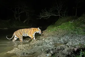 Bengal tiger (Panthera tigris tigris) crossing forest stream at night, Kaziranga tiger Reserve, Assam, India. Endangered. Camera trap image
