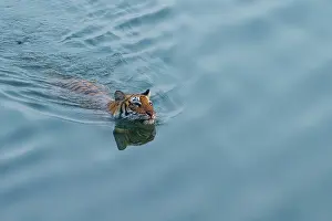 High Angle View Prints: Bengal tiger (Panthera tigris tigris) crossing a river