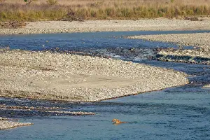 Panthera Prints: Bengal tiger (Panthera tigris tigris) crossing a river