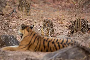 Tigress Prints: Bengal tiger (Panthera tigris tigris) cubs