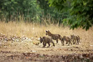 Four Bengal tiger (Panthera tigris tigris) cubs walking cautiously over grassland, Bandhavgarh Tiger Reserve, Madhya Pradesh, India. Endangered