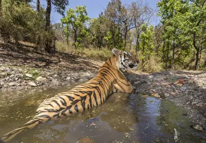 Bengal tiger (Panthera tigris tigris) dominant male (T29) cooling off in a waterhole