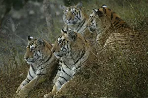 Tigers Gallery: Bengal Tiger (Panthera tigris tigris) family, Pench National Park, Madhya Pradesh