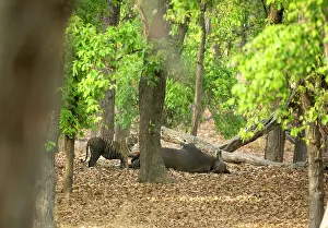 Cattle Prints: Bengal tiger (Panthera tigris tigris) feeding on Gaur (Bos gaurus) prey