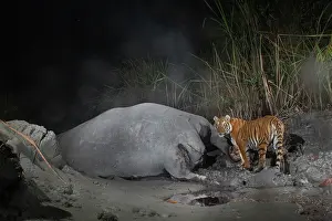 Elephas Prints: Bengal tiger (Panthera tigris tigris) feeding on Indian elephant (Elephas maximus indicus) kill at night