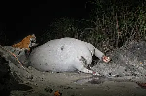 Elephas Prints: Bengal tiger (Panthera tigris tigris) feeding on Indian elephant (Elephas maximus indicus) kill at night
