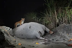 Elephas Prints: Bengal tiger (Panthera tigris tigris) feeding on Indian elephant (Elephas maximus indicus) kill at night