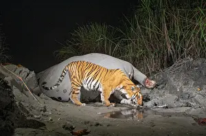 Elephas Prints: Bengal tiger (Panthera tigris tigris) feeding on Indian elephant (Elephas maximus indicus) kill at night