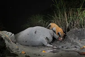 Elephas Prints: Bengal tiger (Panthera tigris tigris) feeding on Indian elephant (Elephas maximus indicus) kill at night