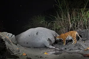 Elephas Prints: Bengal tiger (Panthera tigris tigris) feeding on Indian elephant (Elephas maximus indicus) kill at night
