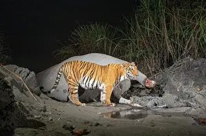 Elephas Prints: Bengal tiger (Panthera tigris tigris) feeding on Indian elephant (Elephas maximus indicus) kill at night