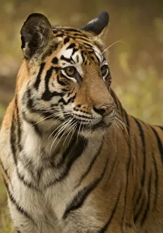 Tigers Gallery: Bengal tiger (Panthera tigris tigris) female, portrait. Bandhavgarh National Park, India