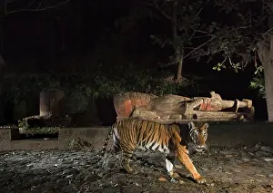 Statue Prints: Bengal tiger (Panthera tigris tigris) female