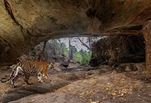 Tigress Prints: Bengal tiger (Panthera tigris tigris) female