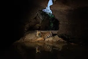 Bengal tiger (Panthera tigris tigris) female, resting next to natural waterhole inside deep gorge, Bandhavgarh National Park, Madhya Pradesh, India. Endangered. Camera trap image