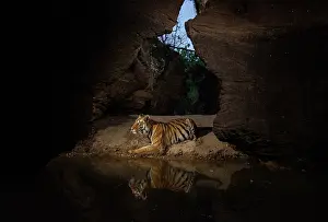 Water Hole Prints: Bengal tiger (Panthera tigris tigris) female