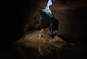 Bengal tiger (Panthera tigris tigris) female, approaching natural waterhole inside deep gorge, Bandhavgarh National Park, Madhya Pradesh, India. Endangered. Camera trap image