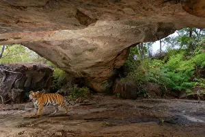 Tigress Prints: Bengal tiger (Panthera tigris tigris) female