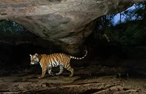 Tigress Prints: Bengal tiger (Panthera tigris tigris) female
