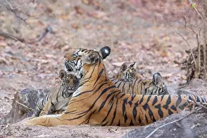 Tigress Prints: Bengal tiger (Panthera tigris tigris) female