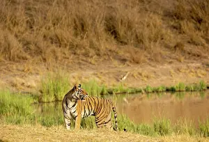 Water Hole Prints: Bengal tiger (Panthera tigris tigris) female