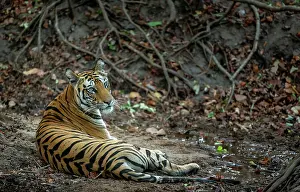 Tigress Prints: Bengal tiger (Panthera tigris tigris) female