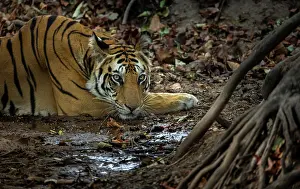 Tigress Prints: Bengal tiger (Panthera tigris tigris) female
