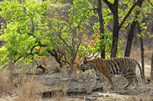 Tigress Prints: Bengal tiger (Panthera tigris tigris) female