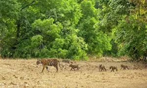 Follow Prints: Bengal tiger (Panthera tigris tigris) female