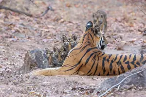 Tigress Prints: Bengal tiger (Panthera tigris tigris) female