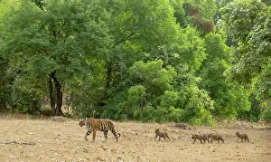 Follow Prints: Bengal tiger (Panthera tigris tigris) female