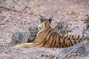 Tigress Prints: Bengal tiger (Panthera tigris tigris) female