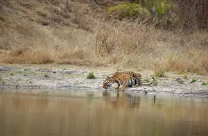 Water Hole Prints: Bengal tiger (Panthera tigris tigris) female