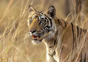 Tigress Prints: Bengal tiger (Panthera tigris tigris) female