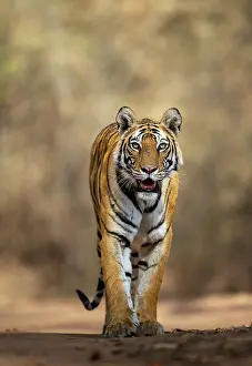Path Prints: Bengal tiger (Panthera tigris tigris) female