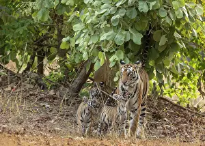 Territorial Prints: Bengal tiger (Panthera tigris tigris) female with three cubs
