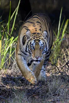 Bengal tiger (Panthera tigris tigris) female stalking through forest