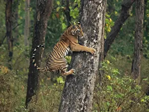Bengal tiger (Panthera tigris tigris) female sub-adult, aged 20 months, climbing tree, Babathinga Waterhole, Kanha National Park, Madhya Pradesh, India. Endangered