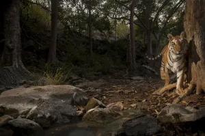 Bengal tiger (Panthera tigris tigris) in forest clearing. Camera trap image. Pench National Park