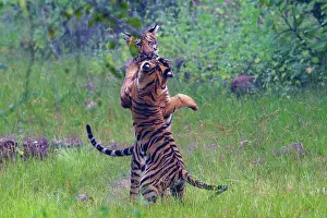 Panthera Prints: Two Bengal tiger (Panthera tigris tigris) juveniles playing