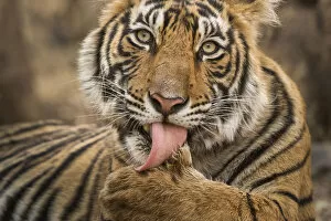 Tigers Gallery: Bengal tiger (Panthera tigris tigris) licking paw. Ranthambore National Park, Rajasthan