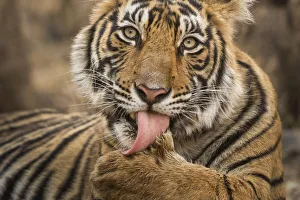 Bengal tiger (Panthera tigris tigris) licking paw. Ranthambore National Park, Rajasthan Bengal tiger (Panthera tigris tigris) licking paw. Ranthambore National Park, Rajasthan