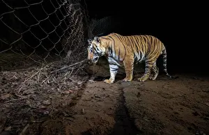 Using Senses Prints: Bengal tiger (Panthera tigris tigris) male