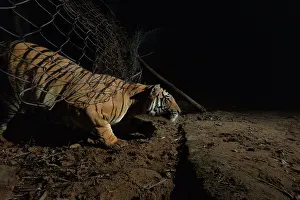 Using Senses Prints: Bengal tiger (Panthera tigris tigris) male