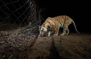 Using Senses Prints: Bengal tiger (Panthera tigris tigris) male