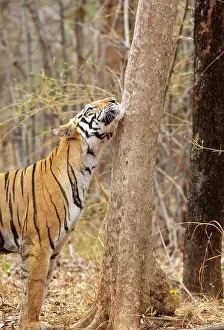 Territorial Prints: Bengal tiger (Panthera tigris tigris) male