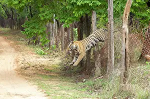 Blurred Movement Prints: Bengal tiger (Panthera tigris tigris) male